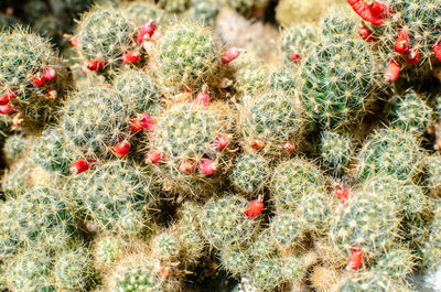 High angle view of cactus growing on plant