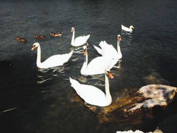 High angle view of swans swimming in lake
