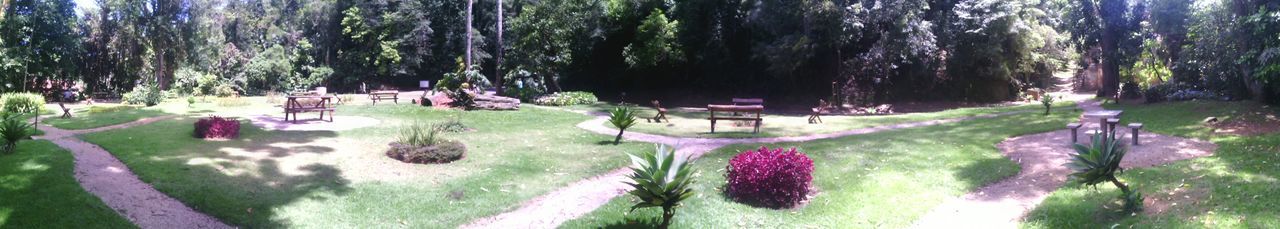 Trees growing in park