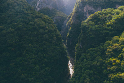 High angle view of trees in forest