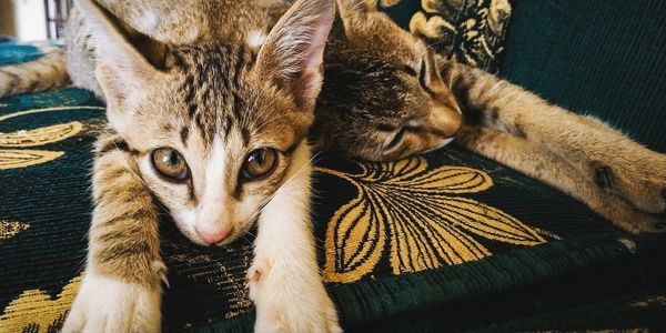 Cat lying down on sofa