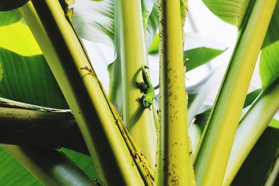 Full frame shot of green plant