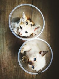 Close-up of kittens in drinking glasses on table