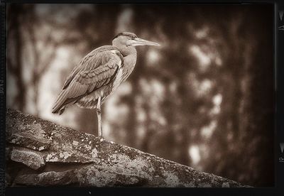 Close-up of bird perching on wall