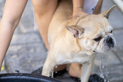 Cute french bulldog taking a bath outdoor.