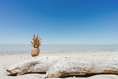 Driftwood on beach against clear blue sky