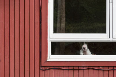 View of a dog peeking through window