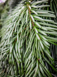 Close-up of pine tree