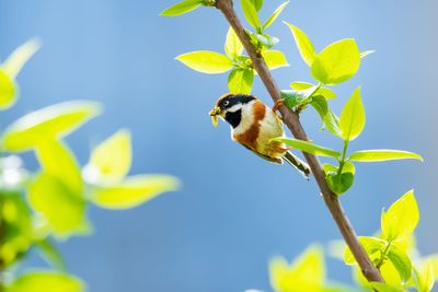 Low angle view of bird perching on plant