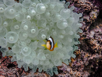 Close-up of jellyfish