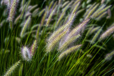 Close up of setaria italica at lago di caldaro in bolzano italy