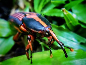 Close-up of insect on leaf