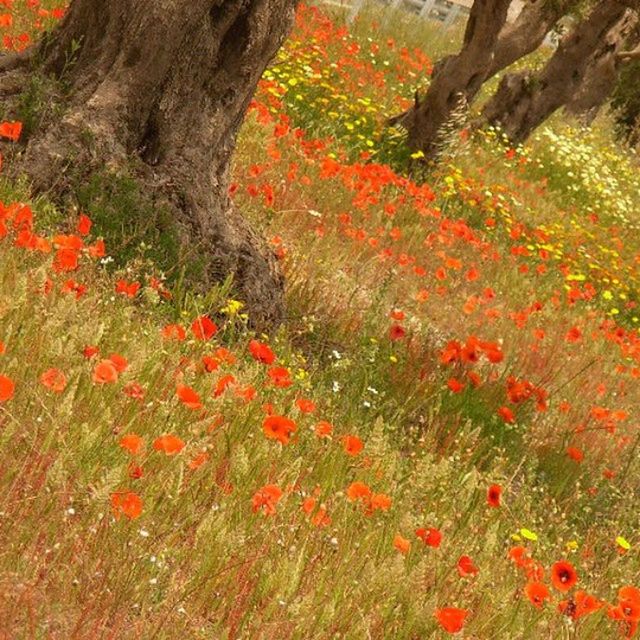 flower, growth, beauty in nature, orange color, freshness, nature, red, plant, fragility, tree, tranquility, blooming, tranquil scene, high angle view, field, scenics, season, in bloom, petal, day