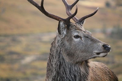 Close-up of deer on field