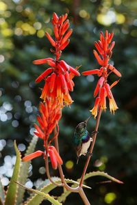 Close-up of red flowering plant