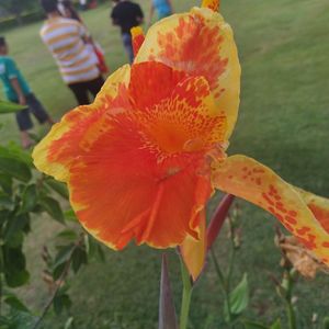 Close-up of day lily blooming outdoors
