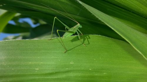 Close-up of insect on leaf