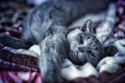 Close-up of cat sleeping