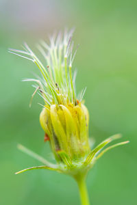 Close-up of yellow flower bud