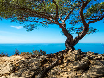 Tree by sea against blue sky