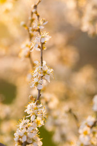 Close-up of white cherry blossom tree