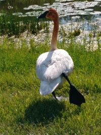 Swan on field by lake