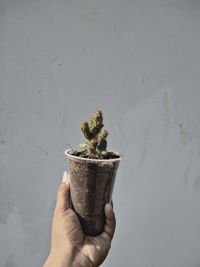 Midsection of person holding potted plant against wall