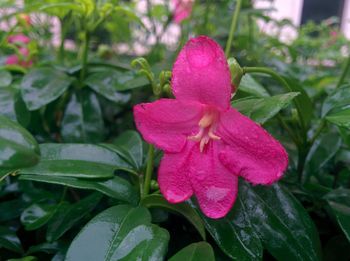 Close-up of pink flowers