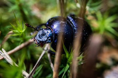 Close-up of insect on plant