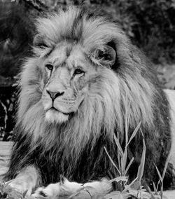 Close-up portrait of lion