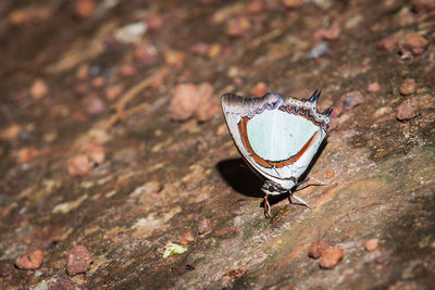 High angle view of a butterfly