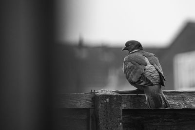 Bird perching on wooden post