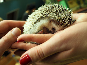 Cropped image of hand holding cat