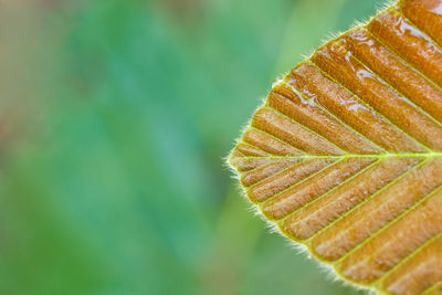 Close-up of a plant against blurred background