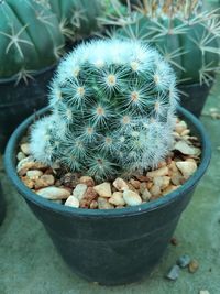 Close-up of succulent plant on field