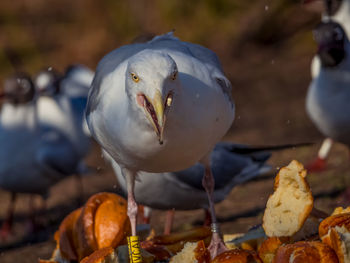 Close-up of seagull perching on land
