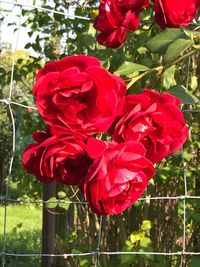 Close-up of red roses blooming outdoors