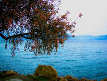 Tree by sea against clear sky