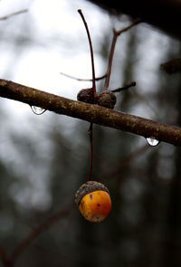 Close-up of acorn on tree