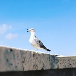 Low angle view of seagull perching on retaining wall against sky