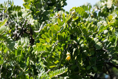 Close-up of green leaves