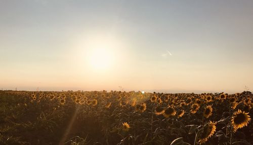 Scenic view of field against sky during sunset