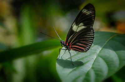 Close-up of butterfly on leaf