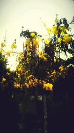 Close-up of yellow flowers