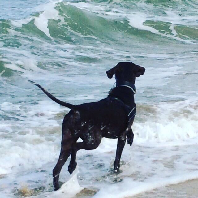 dog, pets, domestic animals, animal themes, one animal, mammal, sea, water, beach, pet collar, splashing, black labrador, black color, outdoors, wet, wave, labrador retriever, no people, motion, nature, day, weimaraner