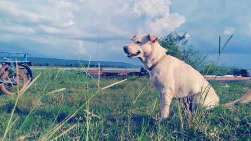 Dog on field against sky