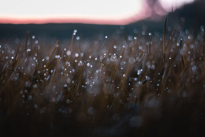 Close-up of wet plants on field during rainy season