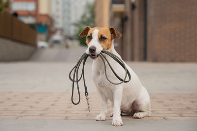 Portrait of dog sitting on footpath