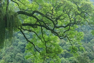 Low angle view of tree in forest for memorable and romantic natural scenery photos.