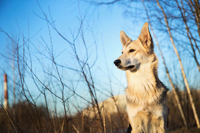 Dog looking away on field